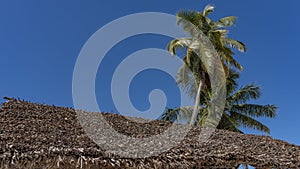 Palm trees rise above the thatched roof of the canopy