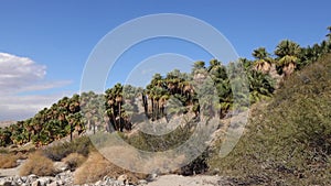 Palm trees rise in the desert at Thousand Palms Oasis near Coachella Valley Preserve. Villis palms oasis.  California