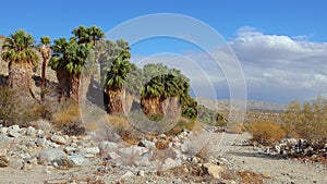 Palm trees rise in the desert at Thousand Palms Oasis near Coachella Valley Preserve. Villis palms oasis.  California