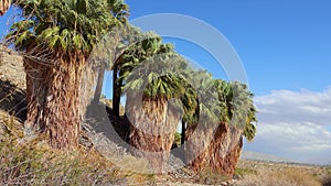 Palm trees rise in the desert at Thousand Palms Oasis near Coachella Valley Preserve. Villis palms oasis.  California