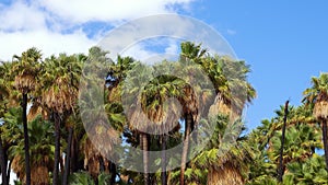 Palm trees rise in the desert at Thousand Palms Oasis near Coachella Valley Preserve. Villis palms oasis.  California