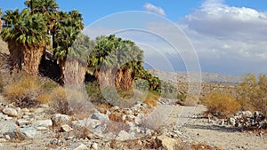 Palm trees rise in the desert at Thousand Palms Oasis near Coachella Valley Preserve. Villis palms oasis.  California