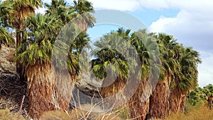 Palm trees rise in the desert at Thousand Palms Oasis near Coachella Valley Preserve. Villis palms oasis.  California