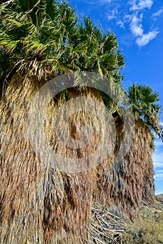 Palm trees rise in the desert at Thousand Palms Oasis near Coachella Valley Preserve. Villis palms oasis. California