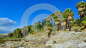 Palm trees rise in the desert at Thousand Palms Oasis near Coachella Valley Preserve. Villis palms oasis. California