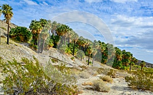 Palm trees rise in the desert at Thousand Palms Oasis near Coachella Valley Preserve. Villis palms oasis. California