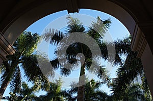 Palm trees at Ritz-Carlton Naples