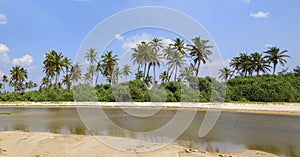 Palm trees by the river