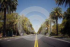 Palm trees road