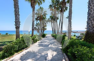 Palm trees road at the sea in protaras beach