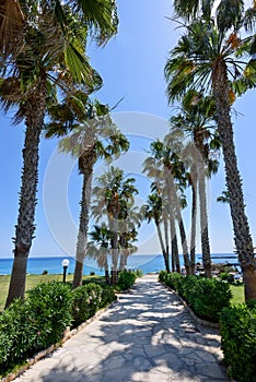 Palm trees road at the sea in protaras beach