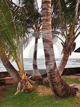 Palm trees on road to Hana Maui Hawaii