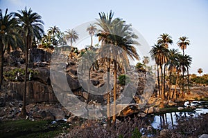 Palm trees with rock formations