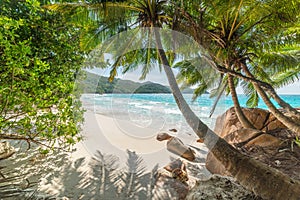 Palm trees and rocks by the sea in Anse Lazio beach