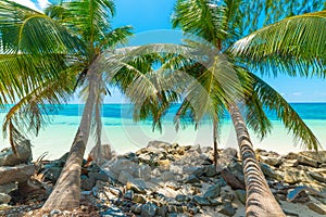 Palm trees and rocks by the sea in Praslin island