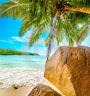 Palm trees and rocks by the sea in world famous Anse Lazio beach