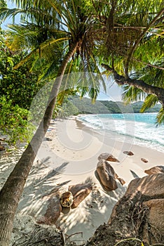 Palm trees and rocks in world famous Anse Lazio in Praslin island