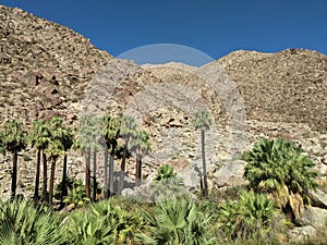 Palm trees and rocky hills on a desert oasis in Anza Borrego State Park, California