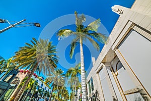 Palm trees in Rodeo Drive