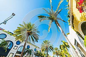 Palm trees in Rodeo Drive