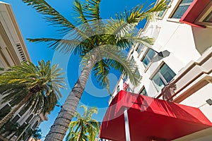 Palm trees in Rodeo Drive