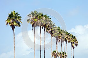 Palm Trees in a Row