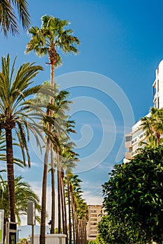 Palm trees in a row against blue sky background