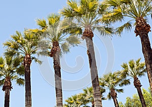 Palm trees in row on the beautiful blue sky background.