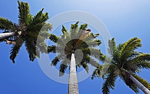 Palm trees, Roystonea oleracea, and blue sky