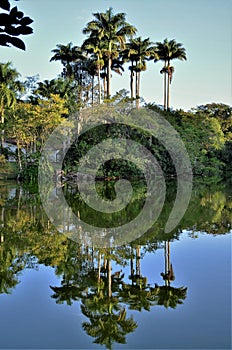 Palm trees roystonea oleracea and its reflection in the lake water in the city park