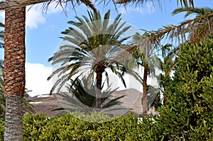Palm trees and rtopic vegetation and in the background behind them mountain hills