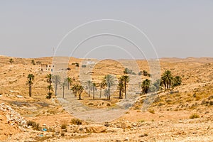 Palm trees in the Sahara desert, Matmata, Tunisia