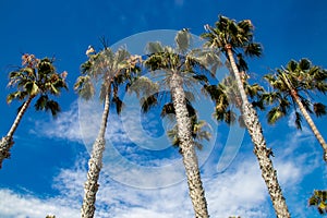 Palm Trees in San Clemente