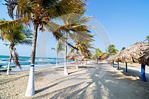 Palm Trees and Sand