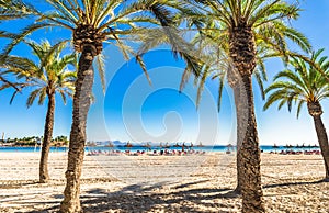 Palm trees at the sand beach of Alcudia Majorca Spain.