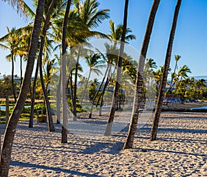 Palm Trees on The Sand Covered Waikoloa Beach