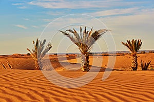 Palm trees and sand dunes