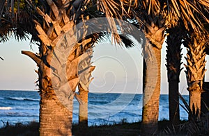 Palm Trees By the Sand Dunes Along the Coast of Florida Beaches in Ponce Inlet and Ormond Beach, Florida