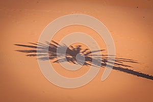 Palm tree in Erg Chebbi, at the western edge of the Sahara Desert