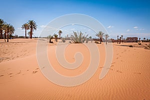 Palm trees and sand dunes in the Sahara Desert, Merzouga, Morocco