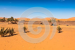 Palm trees and sand dunes in the Sahara Desert, Merzouga, Morocco