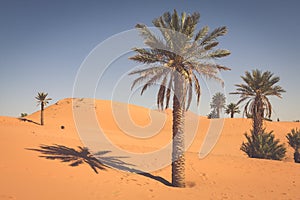 Palm trees and sand dunes in the Sahara Desert, Merzouga, Morocco