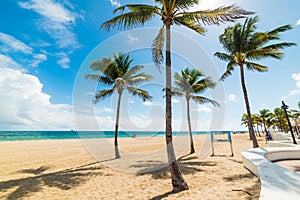 Palm trees on the sand in Fort Lauderdale beach