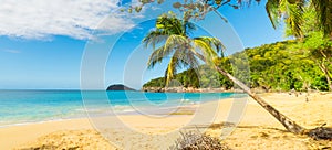 Palm trees on the sand in La Perle beach photo