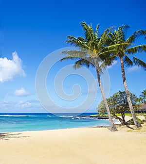 Palm trees on the sandy beach in Hawaii