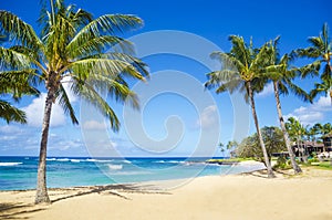 Palm trees on the sandy beach in Hawaii