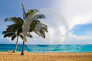 Palm trees on the sandy beach in Hawaii