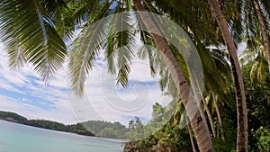 Palm Trees On Sandy Ocean Beach With Turquoise Water In Kaimana Island, Raja Ampat. Beautiful Nature With Picturesque View