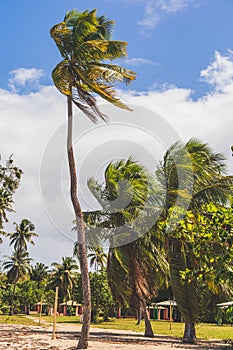 Palm trees on sandy path Seven Sea beach park in tropical Fajardo, Puerto Rico