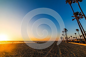 Palm trees and sandy shore in Newport Beach at sunset